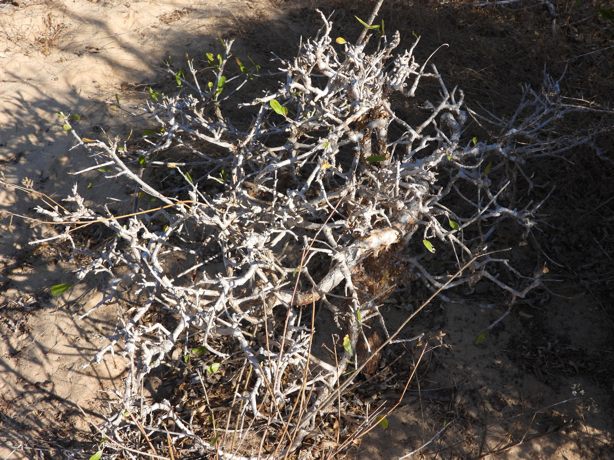 Elephant Tree (Operculicarya decaryi)
