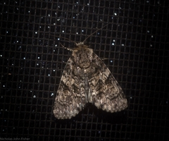 Turnerinycta phaeocosma