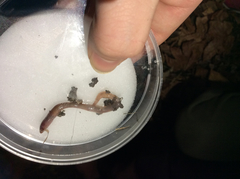 Lumbricus terrestris