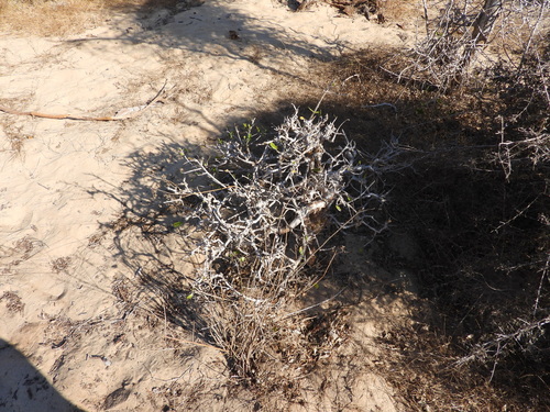 Operculicarya decaryi