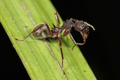 Dolichoderus decollatus