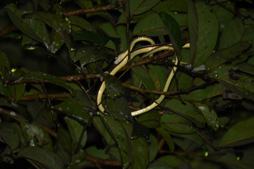 Moluccan Painted Bronzeback