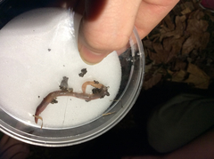 Lumbricus terrestris