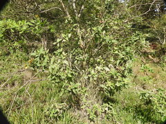 Verbesina sphaerocephala