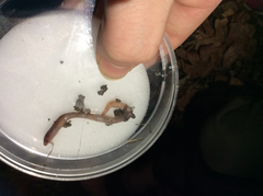 Lumbricus terrestris