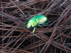 Chrysina