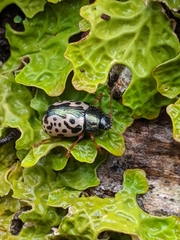 Calligrapha confluens