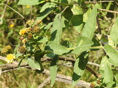 Verbesina sphaerocephala