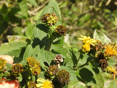 Verbesina sphaerocephala