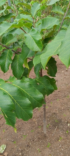 Iroko