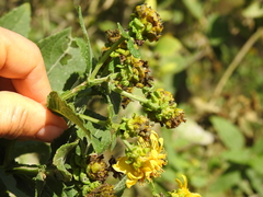 Verbesina sphaerocephala