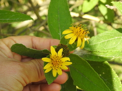 Verbesina sphaerocephala