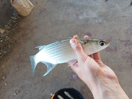 Sicklefin mullet (Liza falcipinnis) — Mugilidae — 3