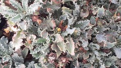 Reichardia ligulata, photograph author not stated, no rights reserved