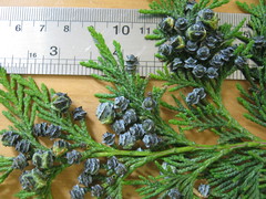 Chamaecyparis lawsoniana