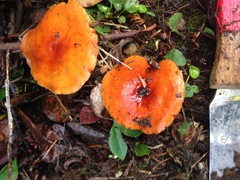 Lactarius subflammeus