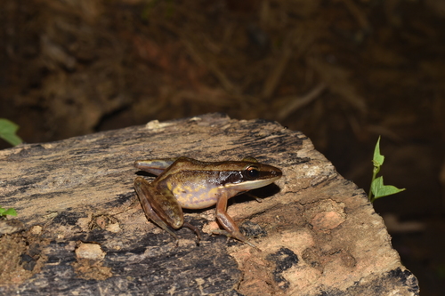 Bijurana nicobariensis