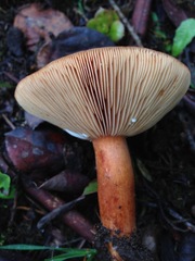 Lactarius subflammeus