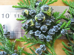 Chamaecyparis lawsoniana