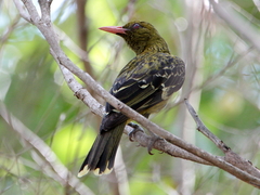 Oriolus flavocinctus