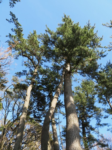 Japanese black pine (Pinus thunbergii)