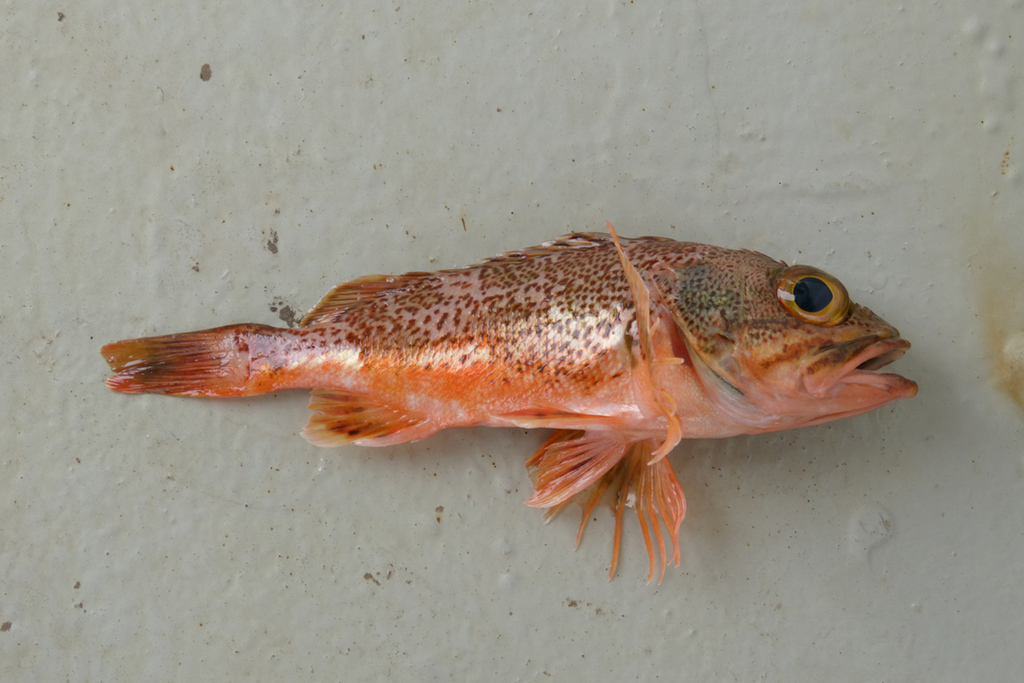 Rosefish