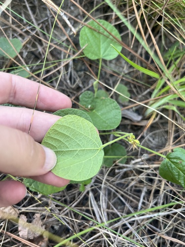 Dollarleaf (Rhynchosia reniformis)