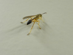 Mischocyttarus cerberus