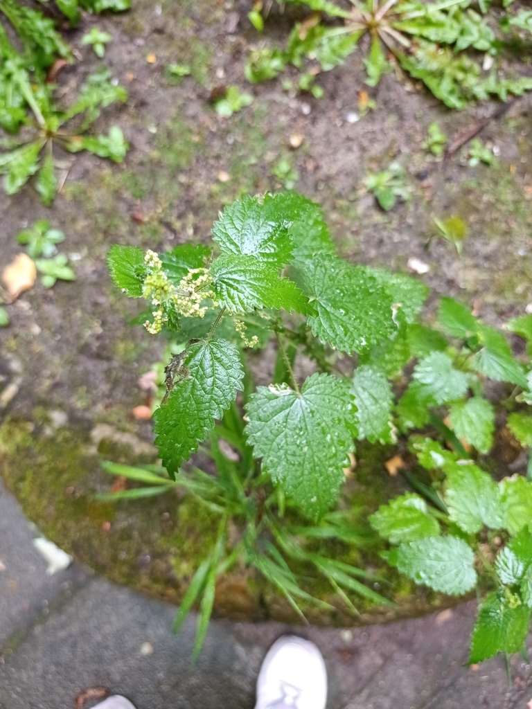 Urtica dioica