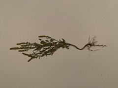 Ambrosia confertiflora