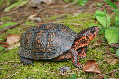 Common Box Turtle, Alabama, US, photo 9 of 10