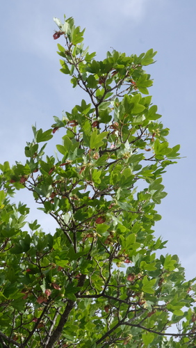 Acer sempervirens, photograph 6