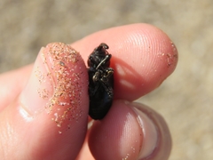 Heilipodus scabripennis