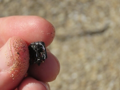 Heilipodus scabripennis