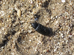 Heilipodus scabripennis