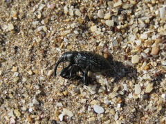 Heilipodus scabripennis