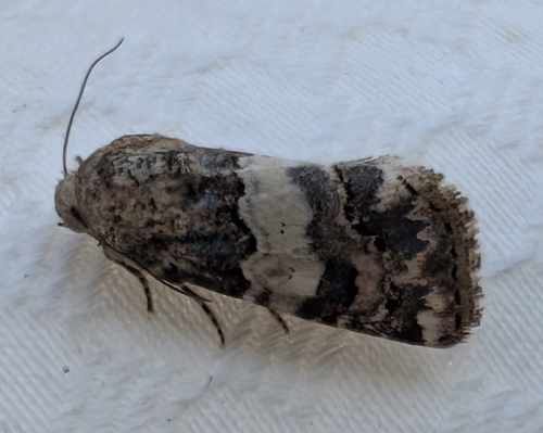 Third Flower Moth photo 3