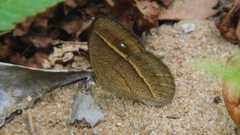 Brakefieldia perspicua perspicua