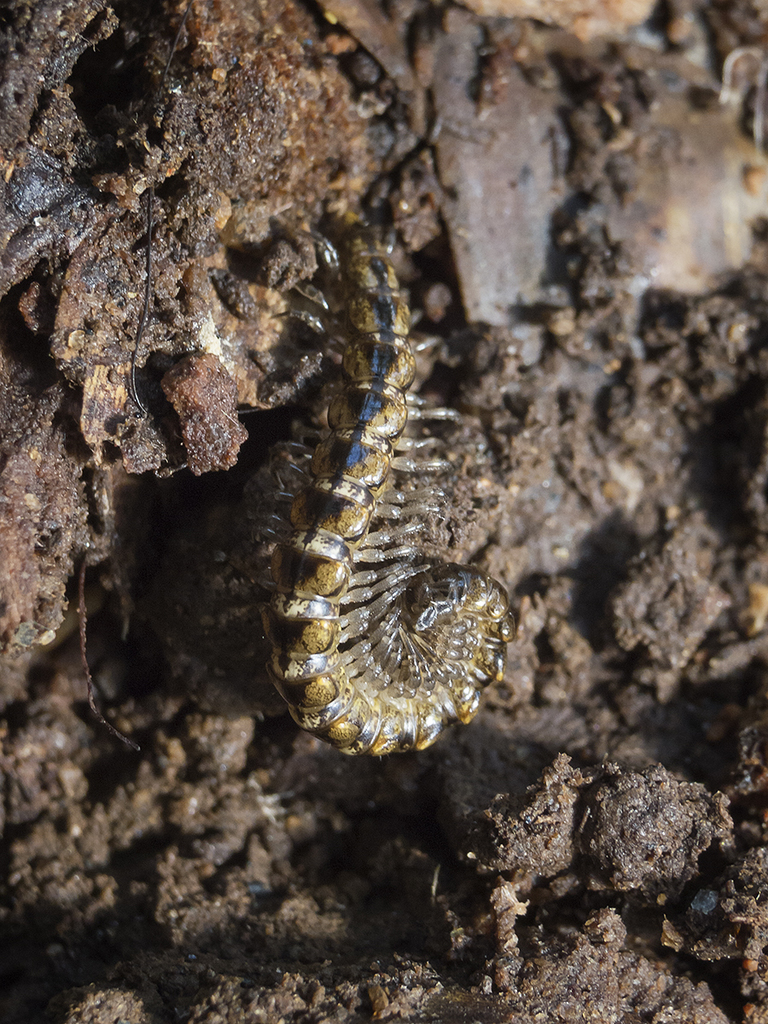 Anaulacodesmus