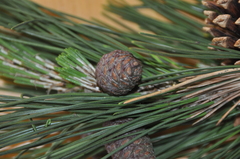 Pinus
