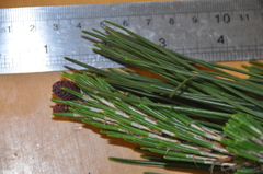 Pinus