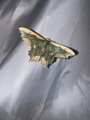 Maxates coelataria