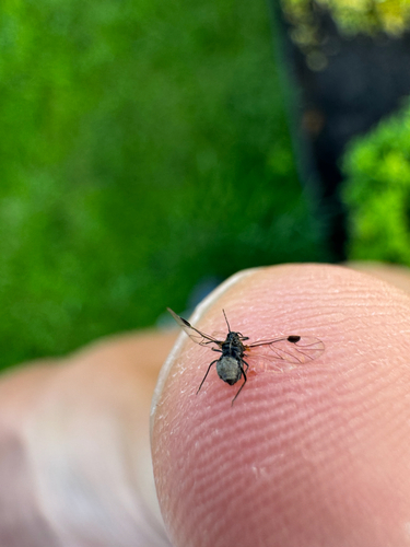 Dogwood aphid