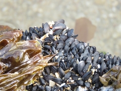 Brachidontes
