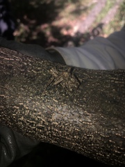 Orthorhinus