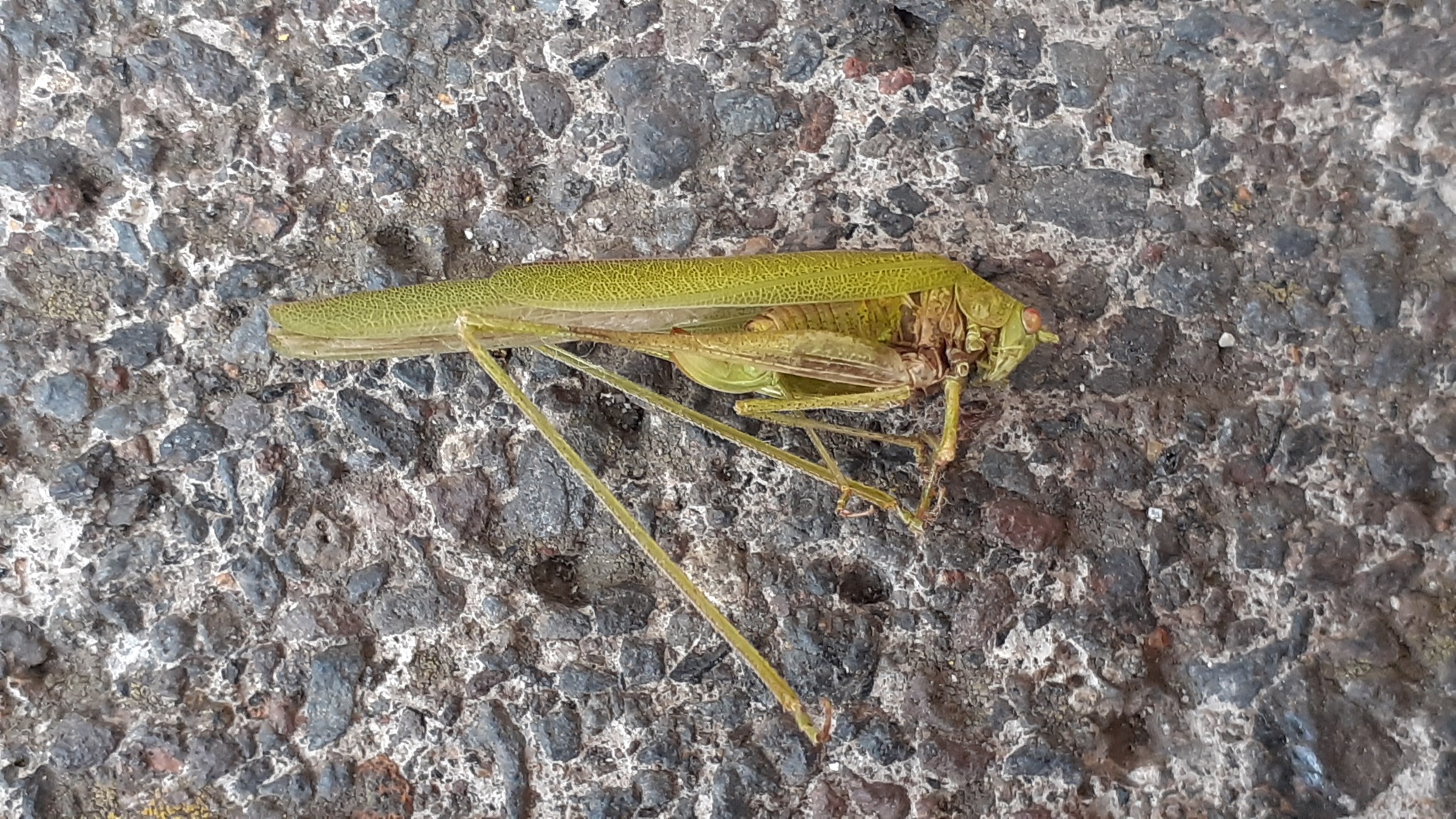 Phaneroptera sparsa
