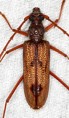 Phoracantha acanthocera
