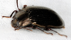 Platyphanes