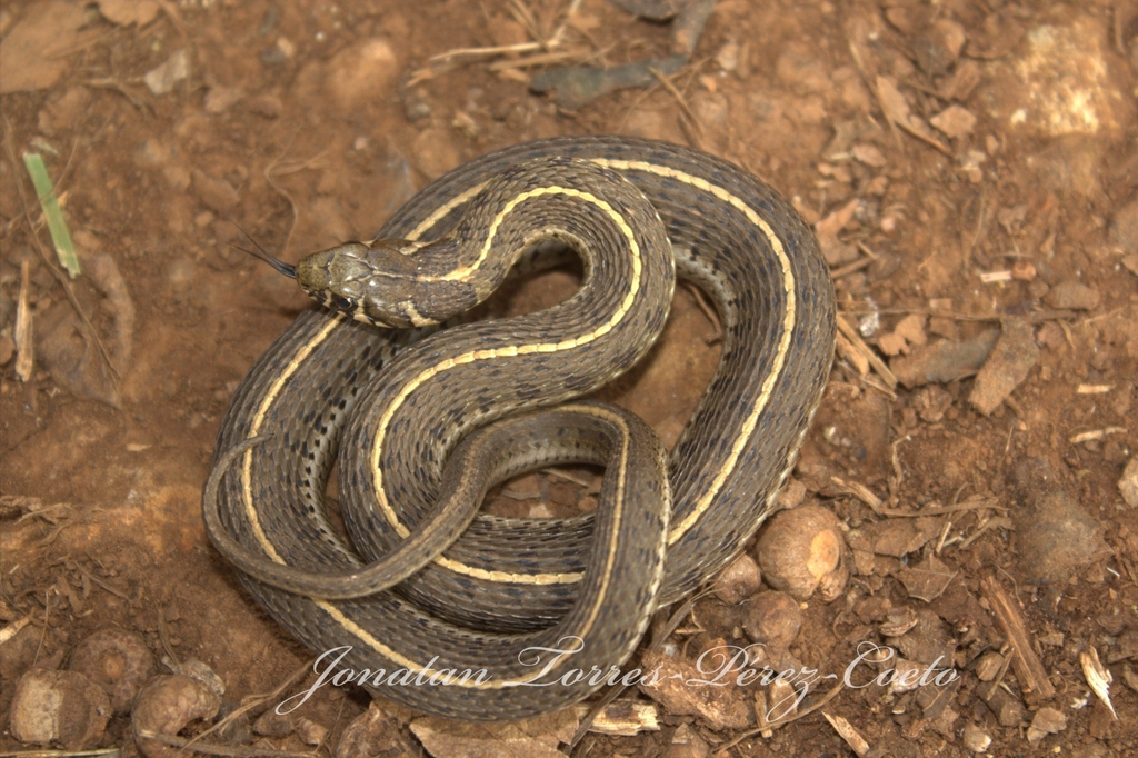 Short-tail Alpine Garter Snake From El Tocuz On November 17, 2019 At 04 ...