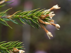 Epacris lanuginosa